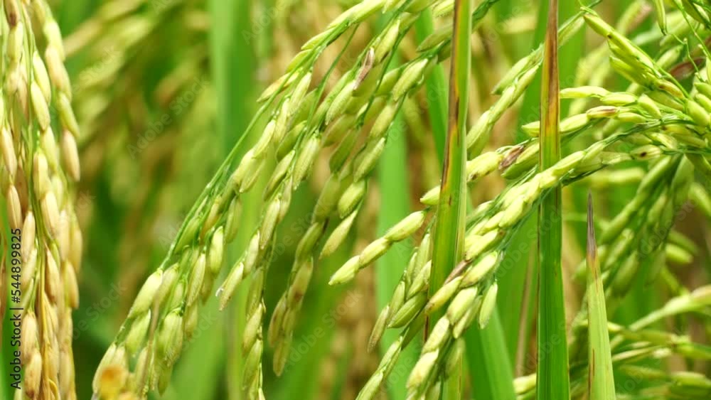 Rice with natural background. Rice is still green, young, not yet contained and not ready for harvest. Rice with natural background. Rice is still green, young, not yet contained and not ready for harvest.