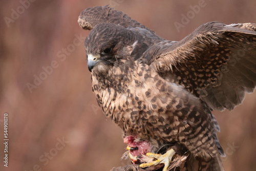 Gryfalcon/Perrigrine falcon cross being trained for falconry in late fall in Northern Ontario photo