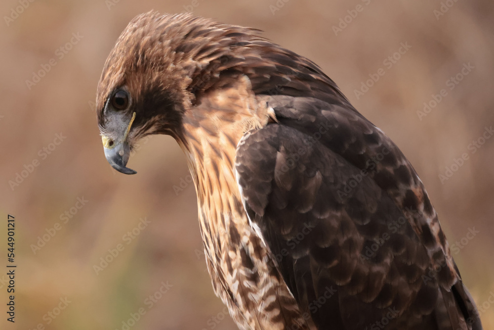 Red Tailed Hawk closeup on beautiful fall afternoon with forest in background Red Tailed Hawk closeup on beautiful fall afternoon with forest in background