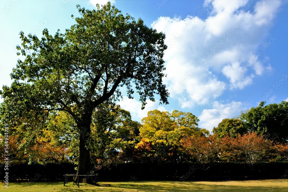 京都世界文化遺産の1つ「上賀茂神社(かみがもじんじゃ)」,絶景,秋,紅葉,名庭・文化財,京都,お寺, 風景, 旅行, 建築, 自然, 木, 京都世界文化遺産の1つ「上賀茂神社(かみがもじんじゃ)」,絶景,秋,紅葉,名庭・文化財,京都,お寺, 風景, 旅行, 建築, 自然, 木,