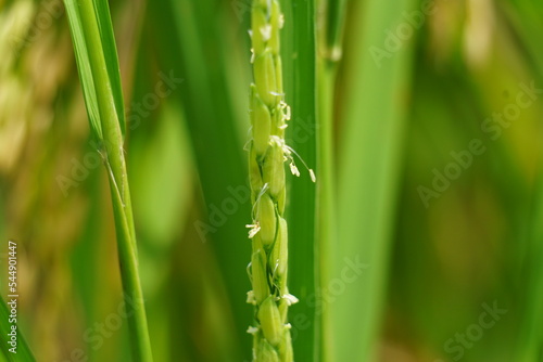 Rice with natural background. Rice is still green  young  not yet contained and not ready for harvest.