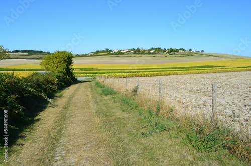 Panorama depuis la tour de Beaumont à Saint-Fort-sur-Gironde (Charente-Maritime -  Nouvelle-Aquitaine - France)