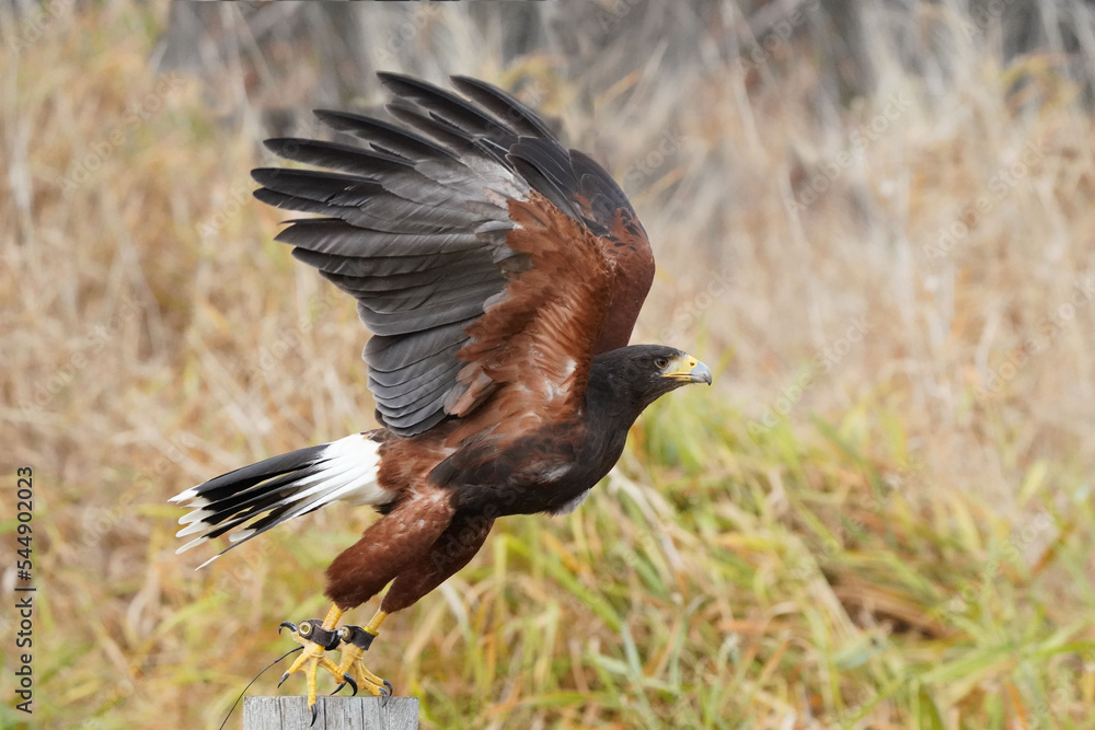 Obraz premium Harris Hawk flying demonstration in Northern Ontario