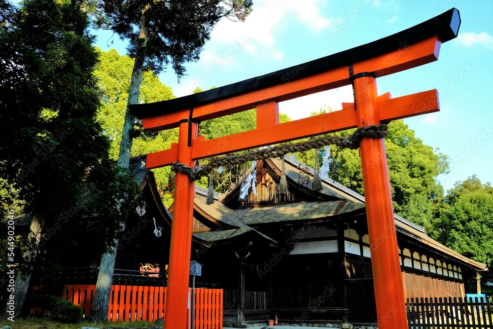 京都世界文化遺産の1つ「上賀茂神社（かみがもじんじゃ）」，鳥居鳥居絶景鳥居秋，紅葉，名庭・文化財，京都，お寺, 風景, 旅行, 建築, 自然, 木,