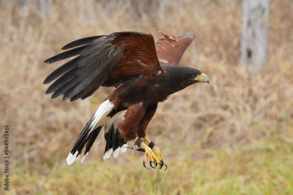 Obraz premium Harris Hawk doing flight demonstrations at Falconry experience in late fall in Northern Ontario