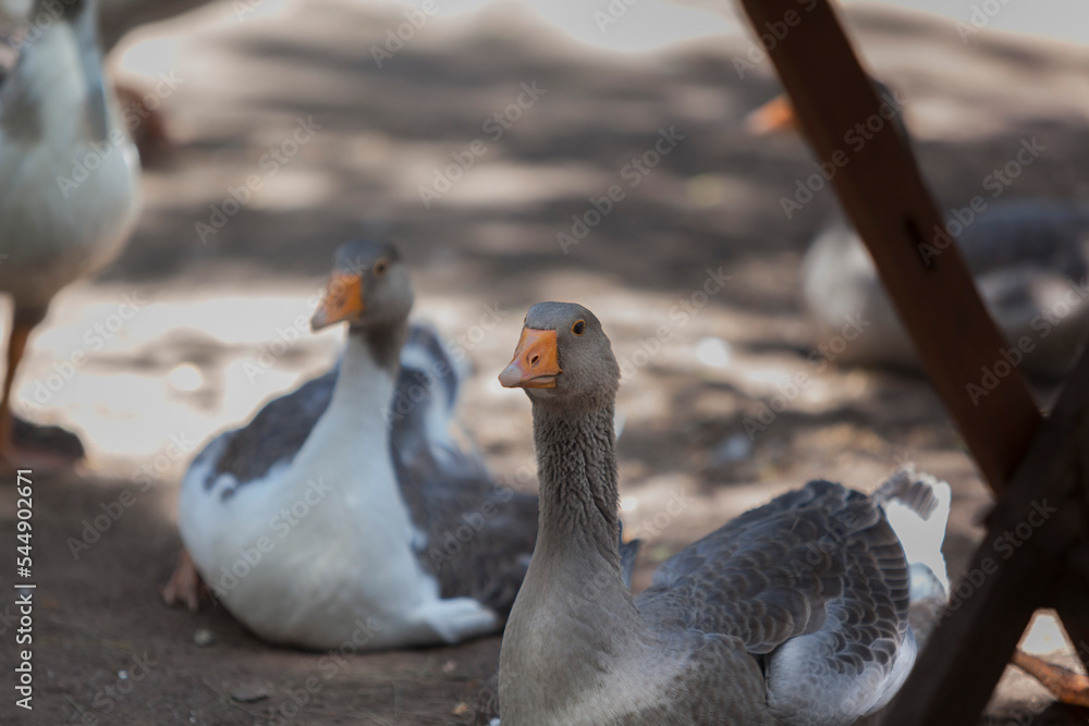 Obraz premium PATO GRIS EN CAMPO