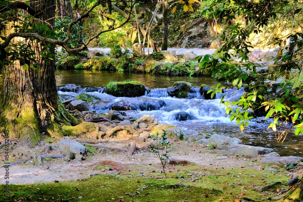 絶景,秋,紅葉,京都,お寺, 風景, 旅行, 建築, 自然, 木, 絶景,秋,紅葉,京都,お寺, 風景, 旅行, 建築, 自然, 木,