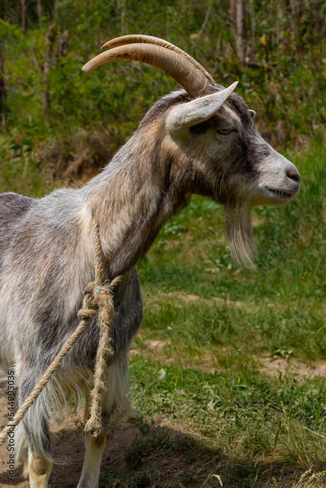 Grey goat portrait on grass background. Horned goat grazing on a green meadow, rural scene Grey goat portrait on grass background. Horned goat grazing on a green meadow, rural scene