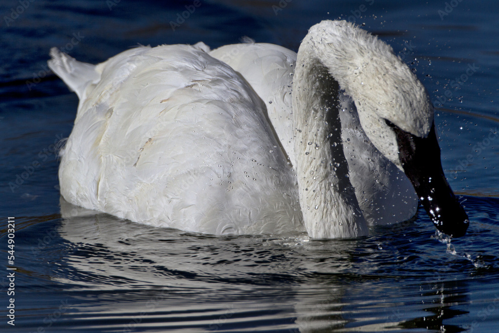 Obraz premium Water spray and drops surround feeding trumpeter swan in Wyoming
