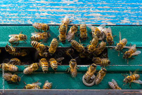 Photo swarm of honey bees flying around beehive