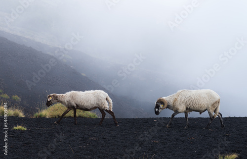 Принти на полотні Montone bianco e pecora bianca lungo i pendii dell'Etna