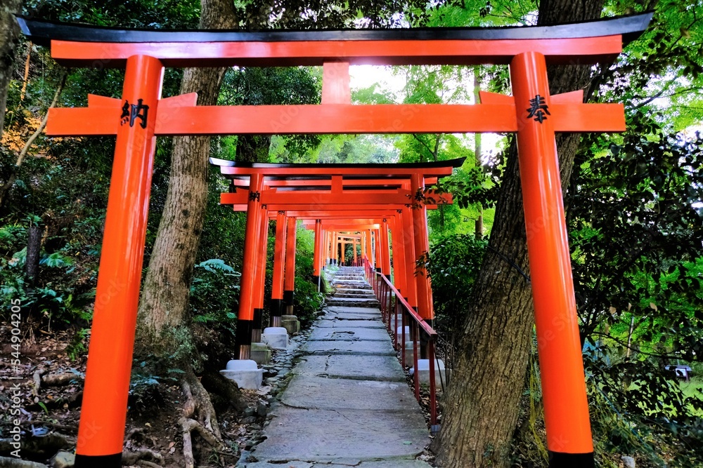 京都世界文化遺産の1つ「上賀茂神社（かみがもじんじゃ）」，絶景，秋，紅葉，名庭・文化財，京都，お寺, 風景, 旅行, 建築, 自然, 木,	