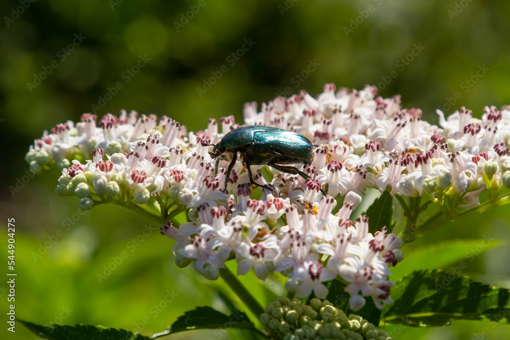 Green rose chafer Cetonia aurata on danewort Sambucus ebulus flowers. Image with local focusing Green rose chafer Cetonia aurata on danewort Sambucus ebulus flowers. Image with local focusing