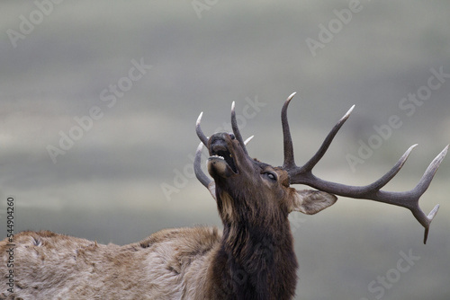 Принти на полотні Antlered elk in close up lifts head in autumn rut call in Montana