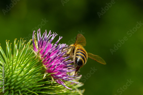 Bee colecting polen from a Greater burdock Arctium lappa flower closeup © Oleh Marchak