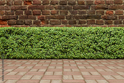 Abstact 3d render Natural podium background  old brick wall  nature bush tree wall on brick floor for product display advertising cosmetic beauty products  skincare or etc