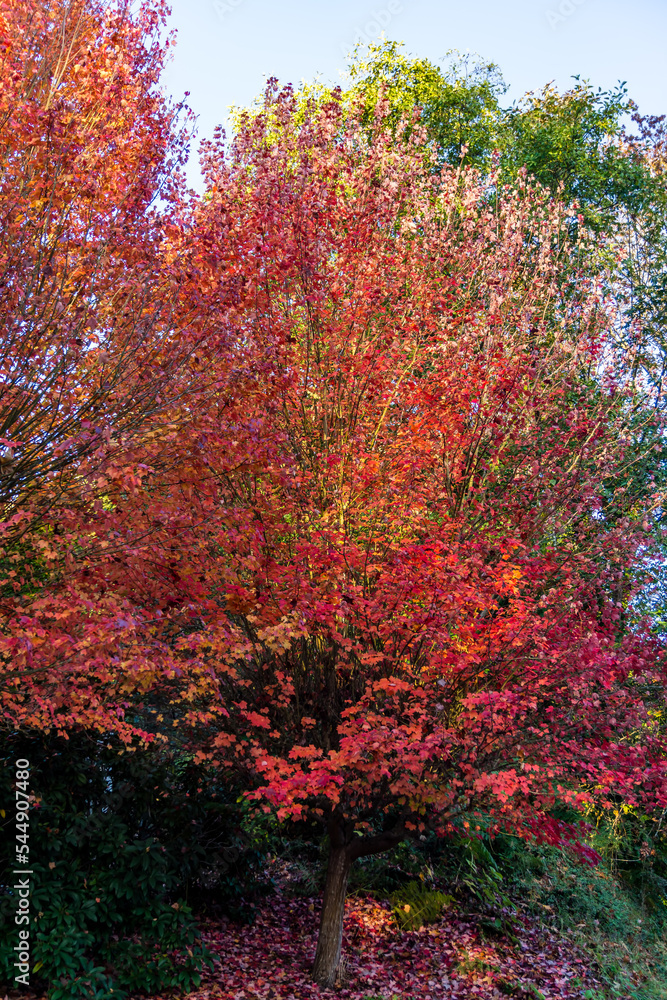 Brilliant Fall Leaves 3