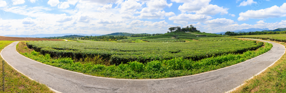 panorama green tea plantation and curve road in front with blue sky background,