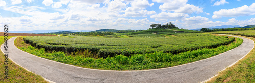 Fototapeta Naklejka Na Ścianę i Meble -  panorama green tea plantation and curve road in front with blue sky background,