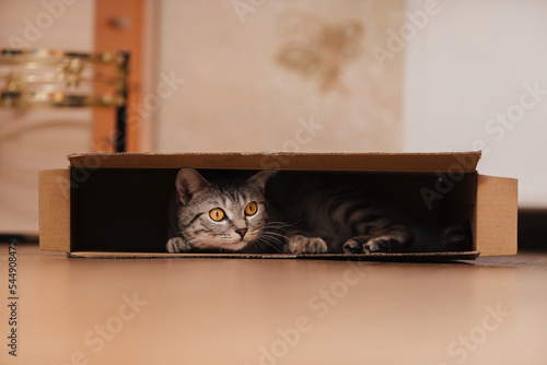 Fotografie, Obraz A black and white tabby cat climbed into a cardboard box on the floor and frolicked inside it