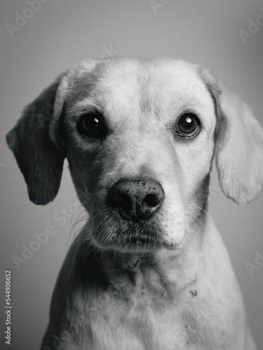 Dog sad
