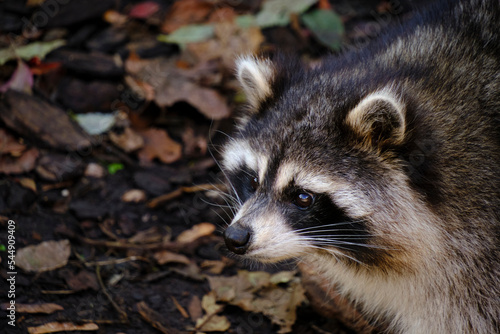 Raccoon poloskun in its natural habitat.