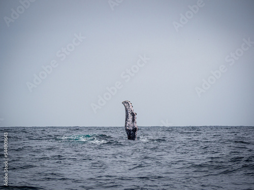 ballena ecuador