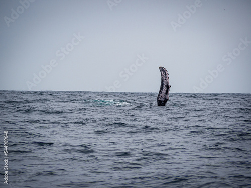 ballena ecuador