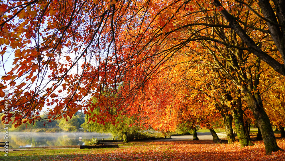 Fototapeta premium Beautiful peaceful view to foliage leaf colours and morning mist above water in autumn 