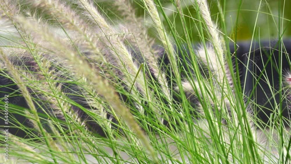 Pampass Grass (Also called Alang-alang, bunga kemoceng) in the garden Pampass Grass (Also called Alang-alang, bunga kemoceng) in the garden