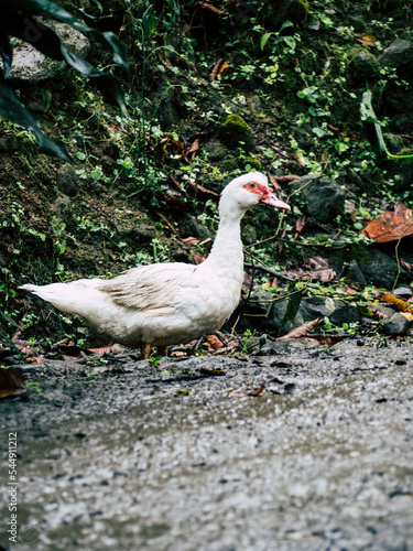 duck
