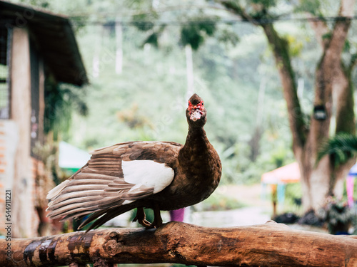 duck