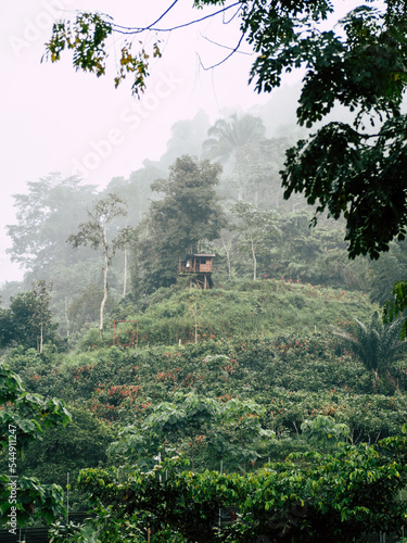 Finca