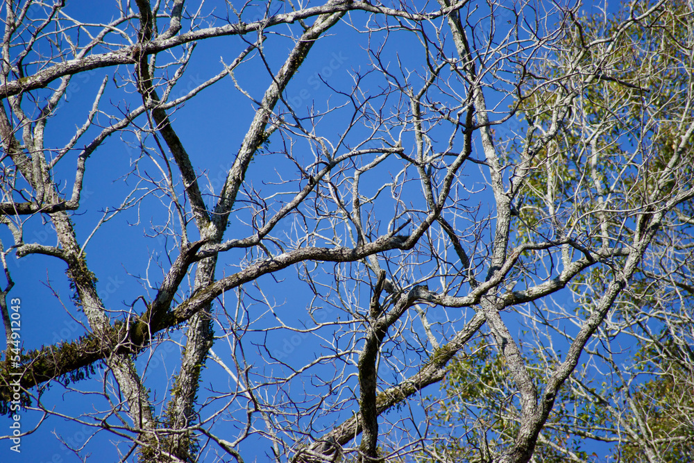 Bare tree branches in the winter Bare tree branches in the winter