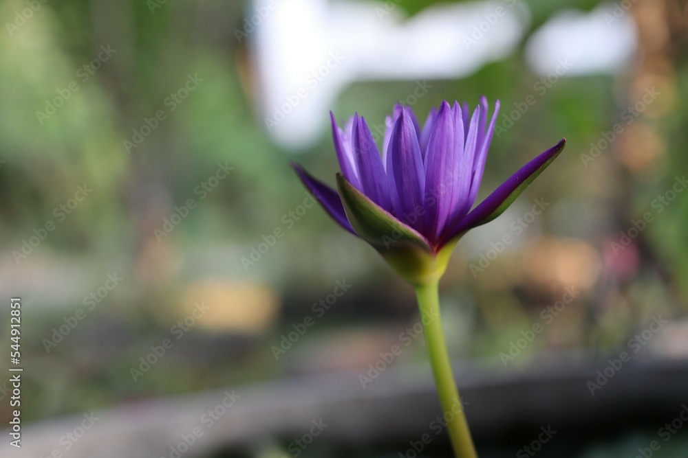 purple crocus flower purple crocus flower