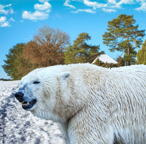 Surreal composite of a polar bear in a snowy heath landscape