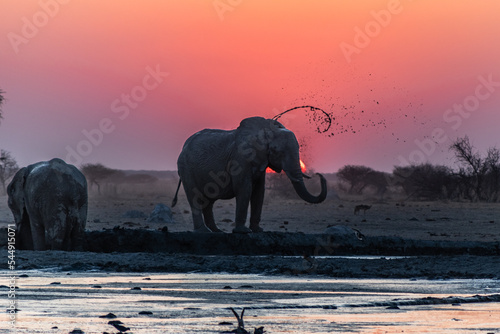 elephant splashing mud at sunset