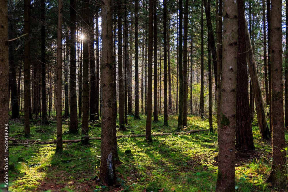 Obraz premium The morning sun shines into a forest with moss on the ground between the trunks of spruce trees