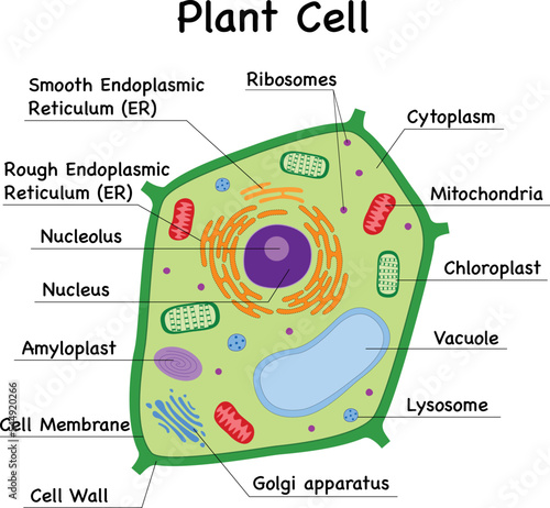 Plant cell parts diagram educational illustration fill in the blanks, science test worksheet