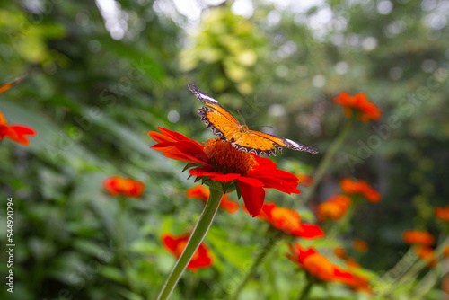 Closeup Cethosia biblis butterfly perched on a Tithonia flowers in garden photo