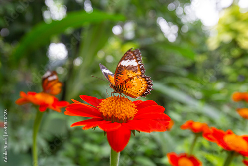 Closeup Cethosia biblis butterfly perched on a Tithonia flowers in garden © Apichart