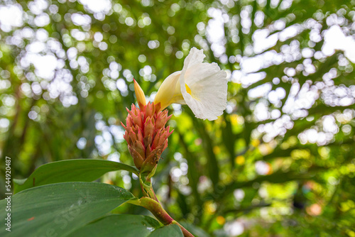 Closeup Costus spediosus flowers in garden