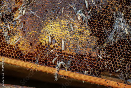 Waxworms, caterpillar larvae of wax moths, on damaged beeswax, frame with waxed wax moth. photo