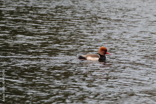 Fototapet A beautiful, rare and unique Red Crested Pochard Duck on a lake in Preston, England