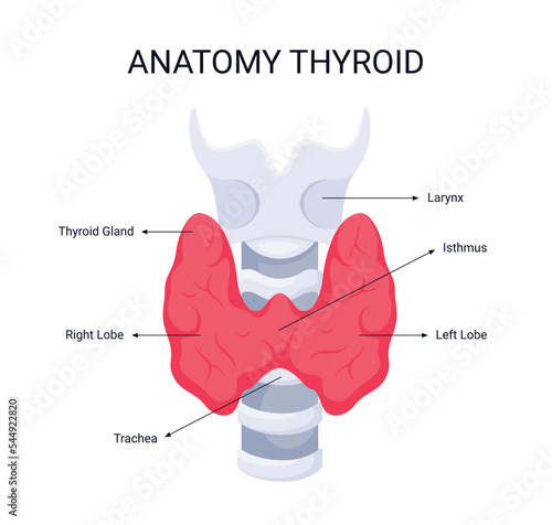 Anatomy Thyroid, human organ, illustration organ details concept