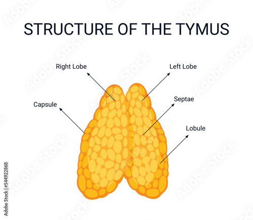 thymus structure, human organ, illustration organ details concept