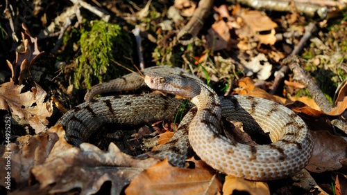 Cuadro en lienzo Aspisviper // Asp Viper (Vipera aspis) - Schweizer Jura, Schweiz