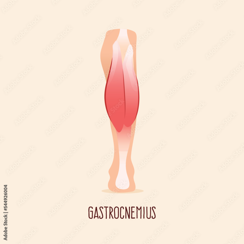 Gastrocnemius leg muscle vector illustration.