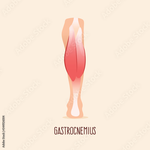 Gastrocnemius leg muscle vector illustration.