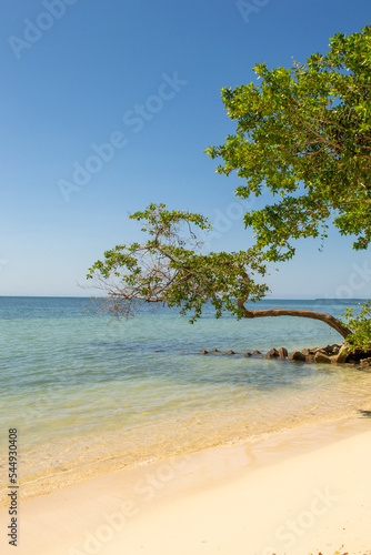 beach with palm trees in colombia © Mariela